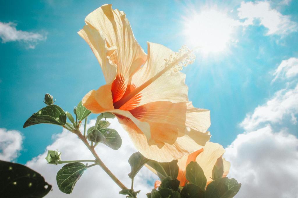 Bring a Little Sunshine – An Imperfect Poem